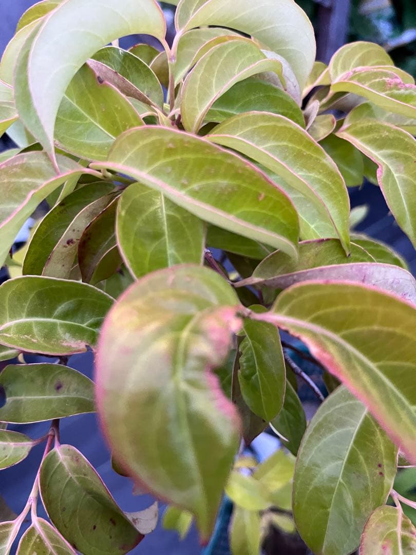 常緑ヤマボウシ　ホンコンエンシス月光 白クリーム色の花 紅葉 赤い実 約105㌢