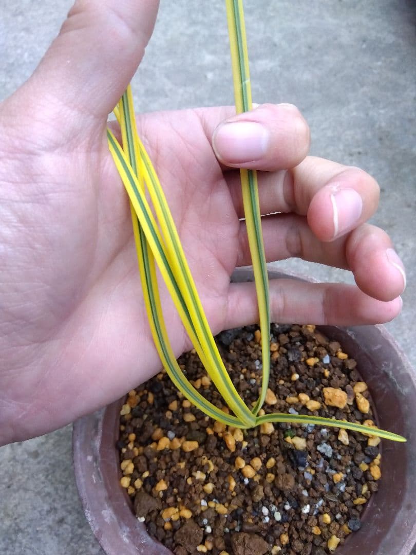 ヒガンバナ　彼岸花　黄覆輪斑　５号鉢つき　超斑入り❗　①