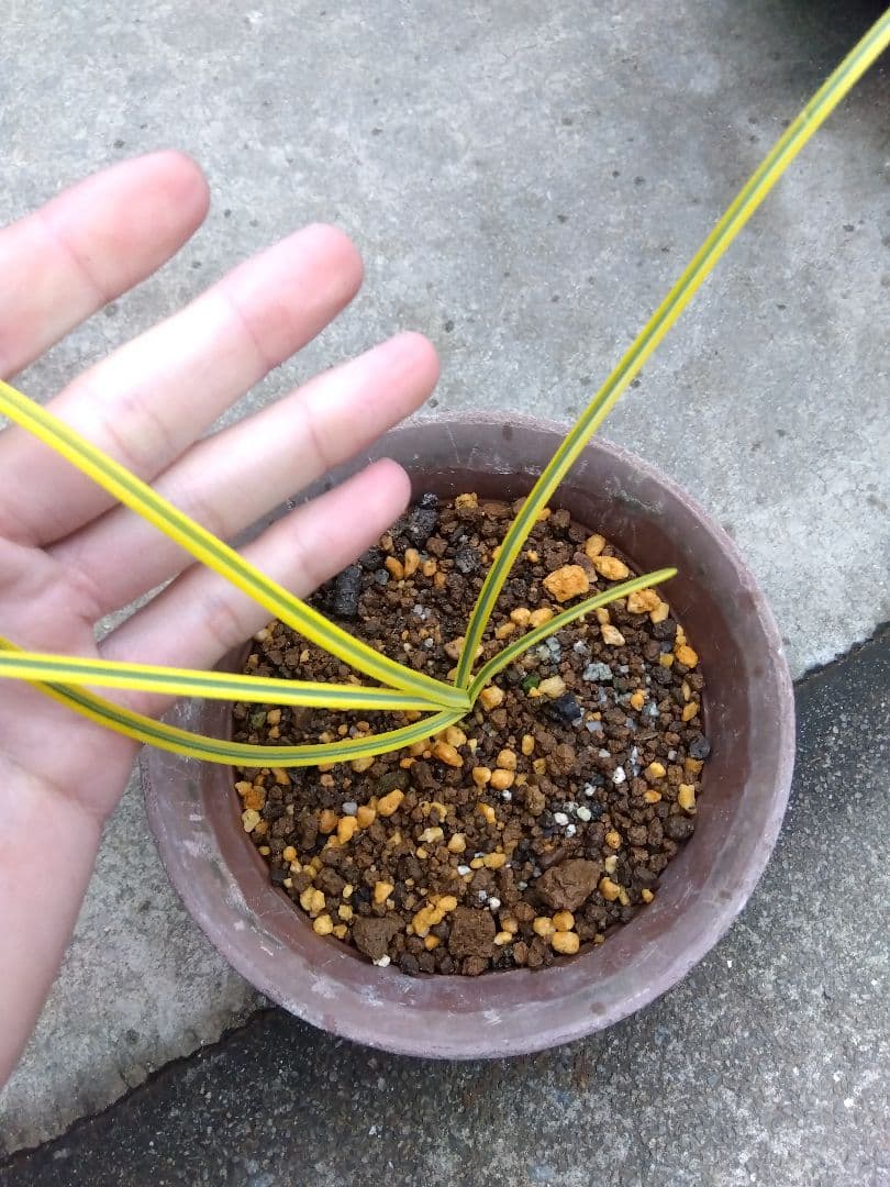 ヒガンバナ　彼岸花　黄覆輪斑　５号鉢つき　超斑入り❗　①