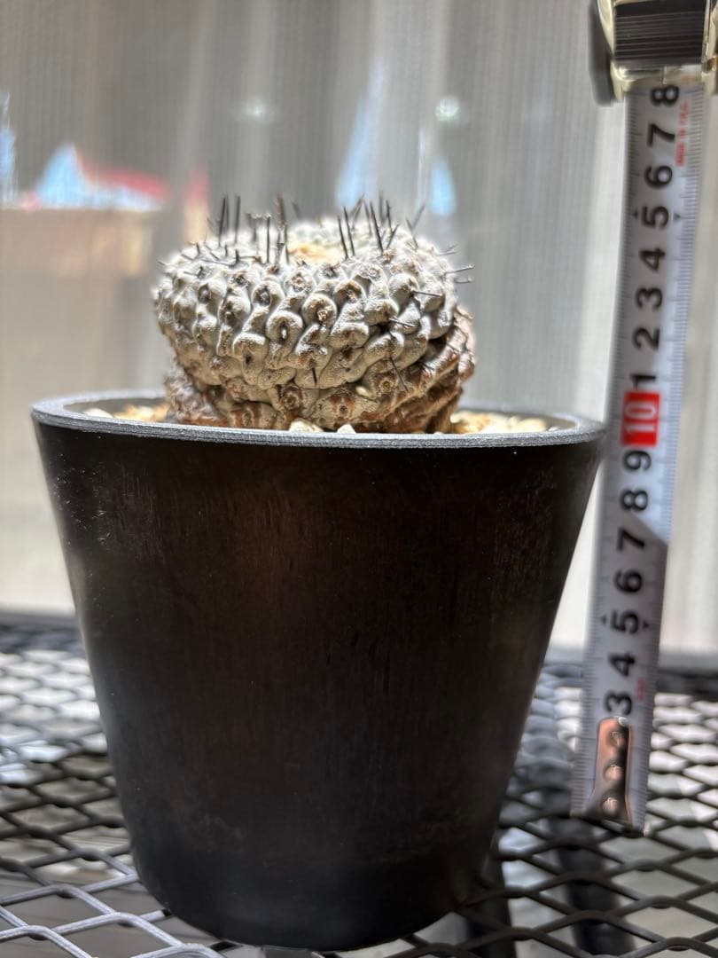 コピアポア孤竜丸　稜数多　期間限定継続