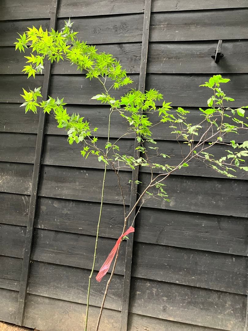 山採り　ヤマモミジ　ナツハゼ　混合株