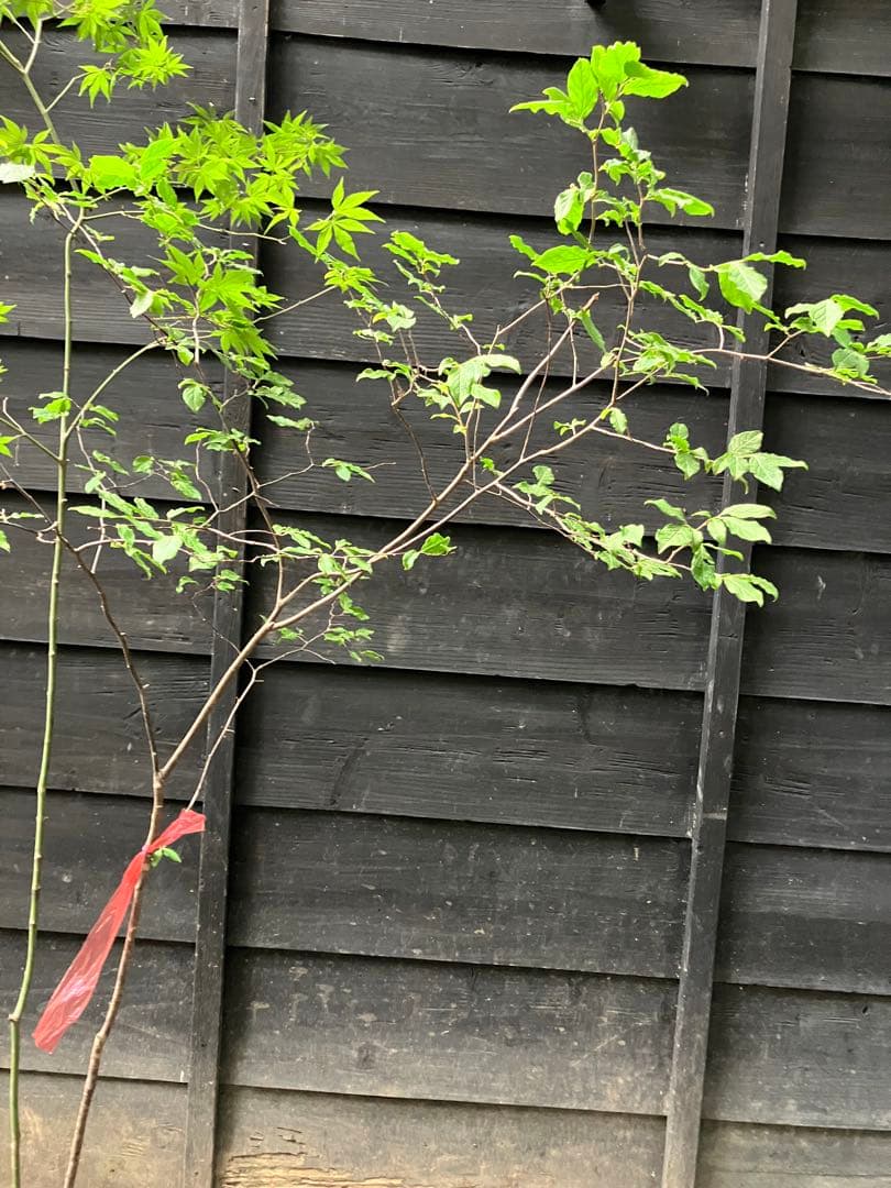 山採り　ヤマモミジ　ナツハゼ　混合株