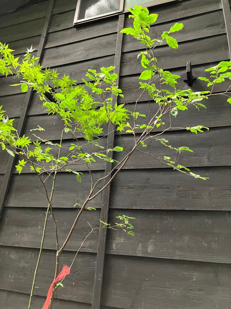 山採り　ヤマモミジ　ナツハゼ　混合株