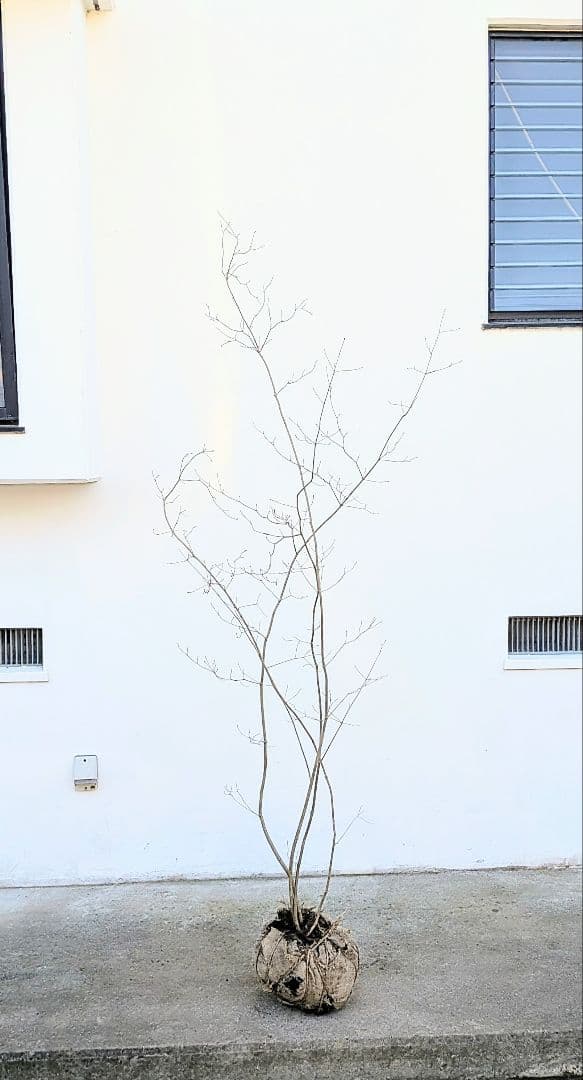 極美。山採りドウダンツツジ。