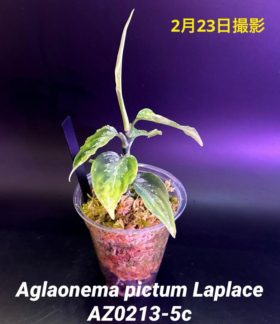 アグラオネマ　ラプラス Aglaonema pictum Laplace