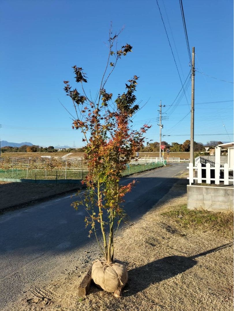 イロハモミジ 本株立ち 5本立ち