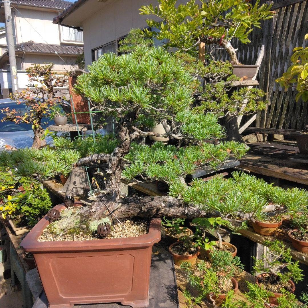 四国赤石五葉松 撮影日　　2023,10,15日