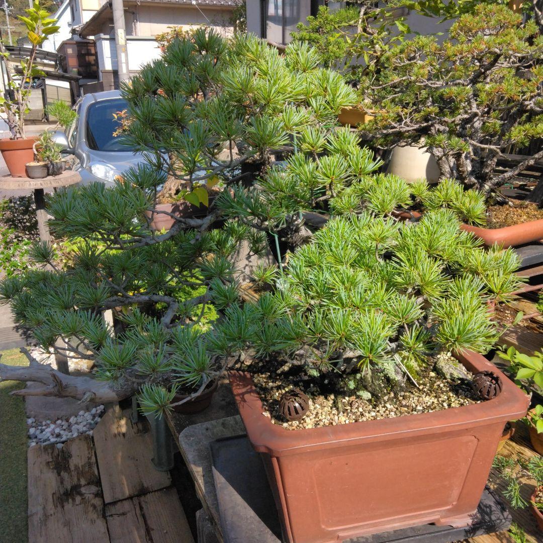 四国赤石五葉松 撮影日　　2023,10,15日