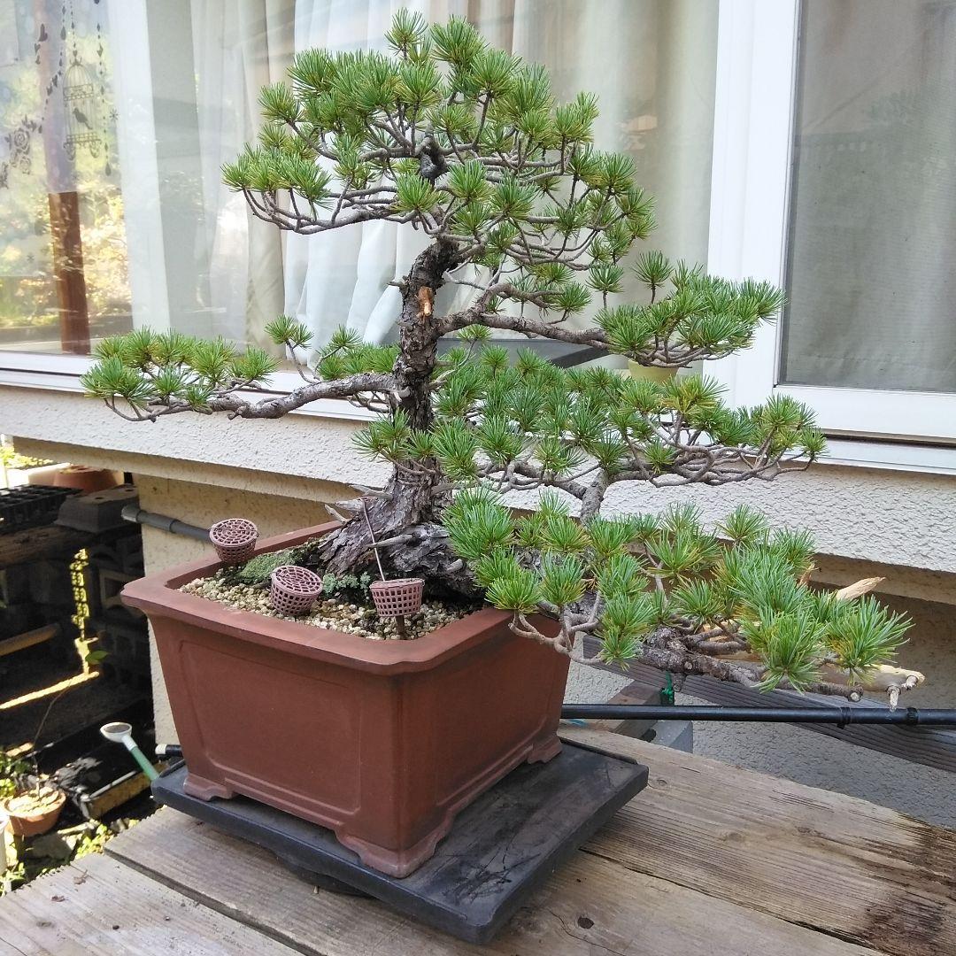 四国赤石五葉松 撮影日　　2023,10,15日