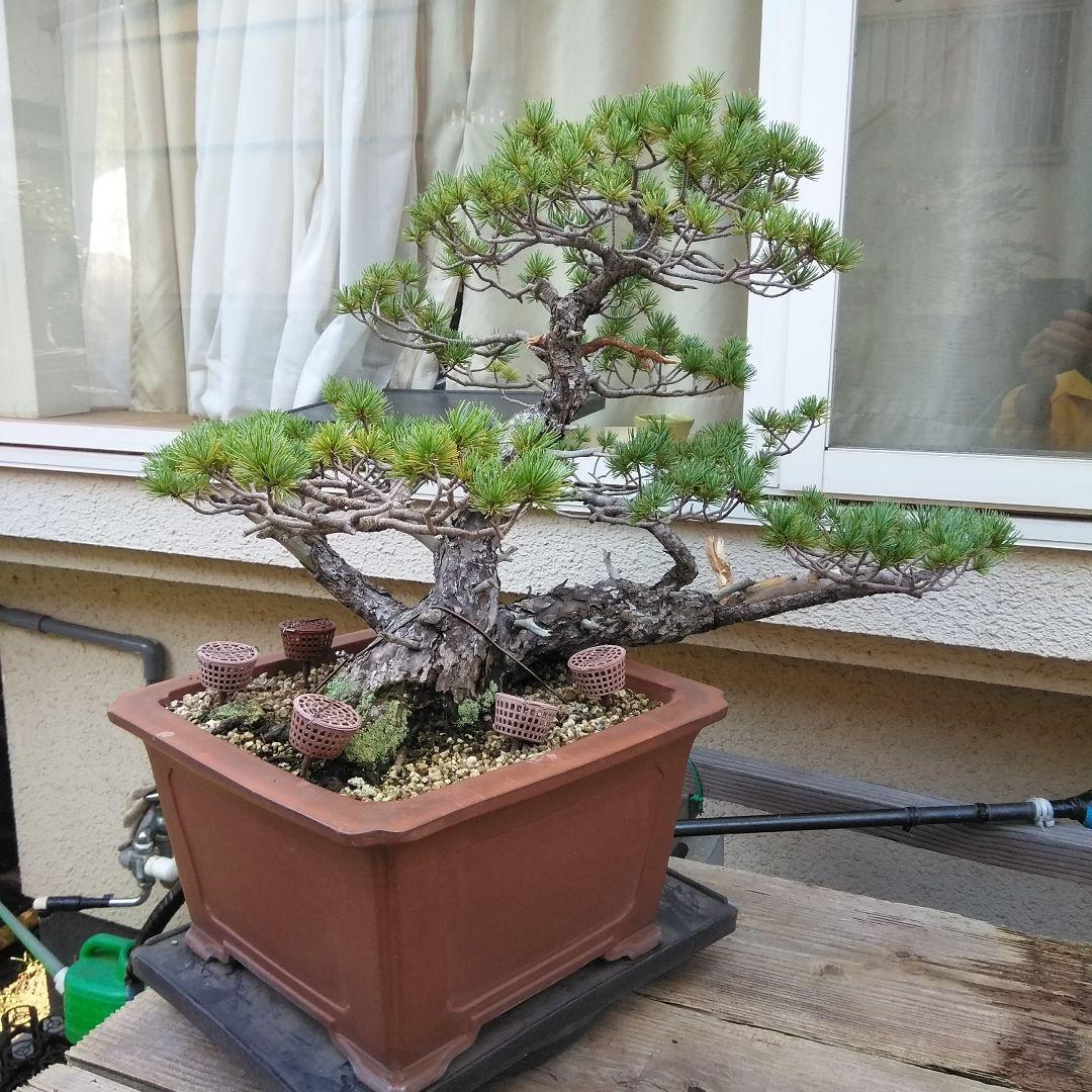 四国赤石五葉松 撮影日　　2023,10,15日