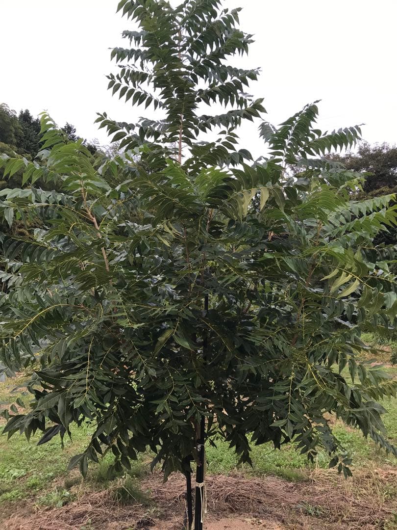 ピーカンナッツ　接木地堀苗　ケープフェア