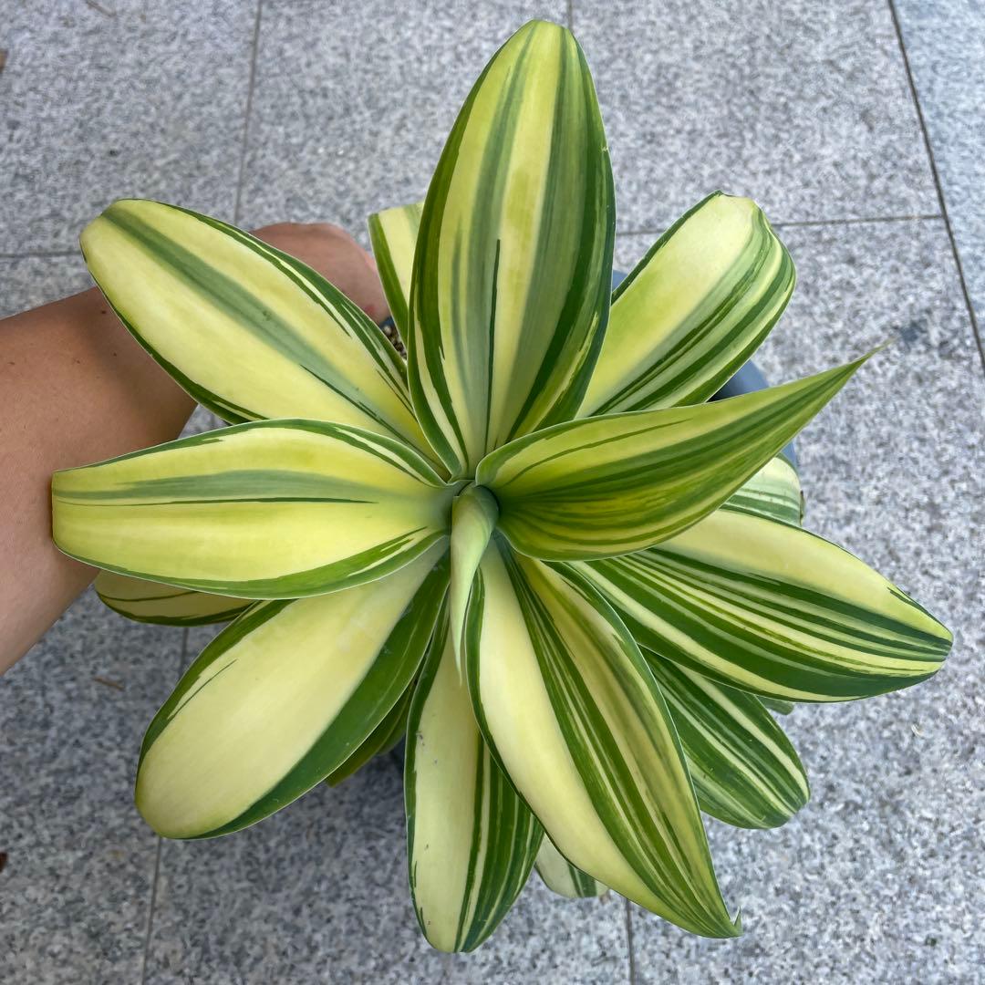 アガベ　アテナータ　イエローストライプ　縞斑　特選三色斑　極上　/ 翡翠盤