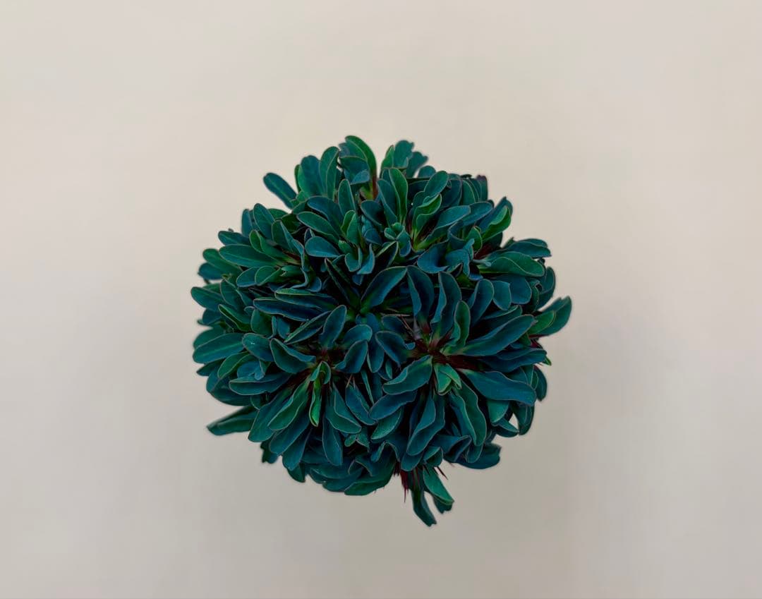 ユーフォルビア ギラウミニアナ 実生株 eg58 【鉢ごとメルカリ便】