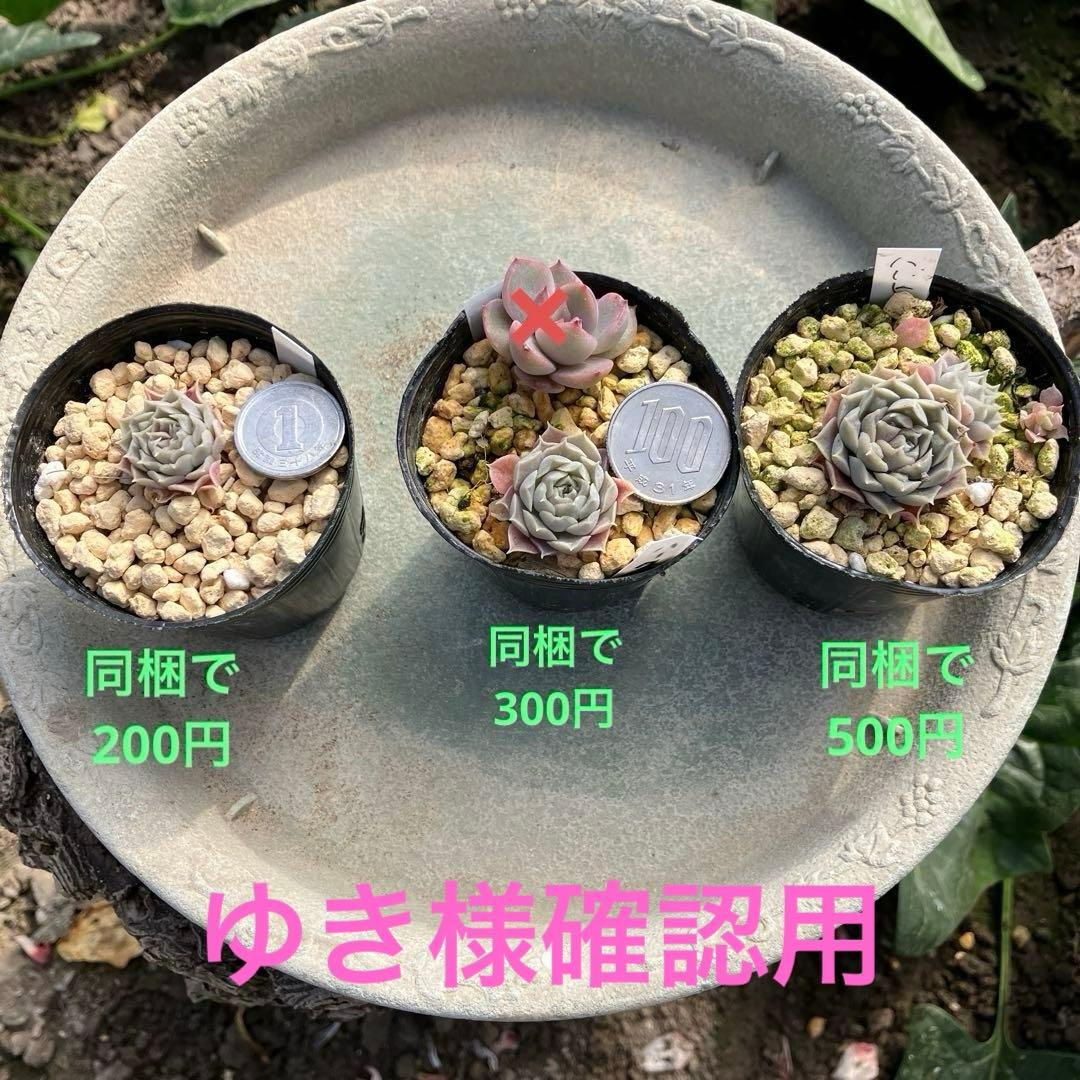 多肉植物　ハートチョイス　小苗　抜き苗