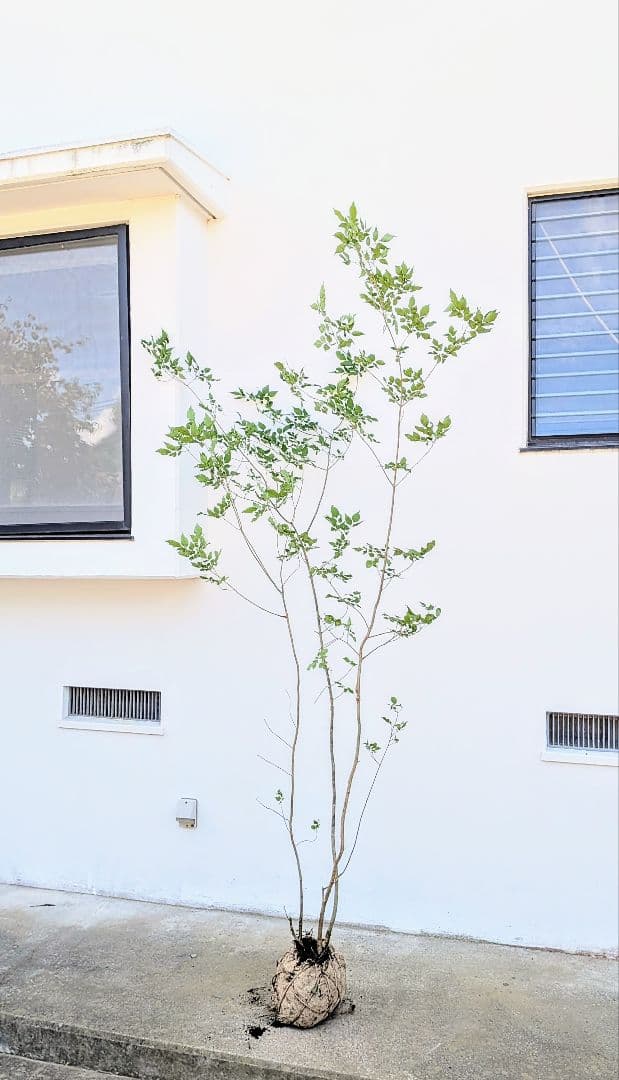 山採りアオダモ。