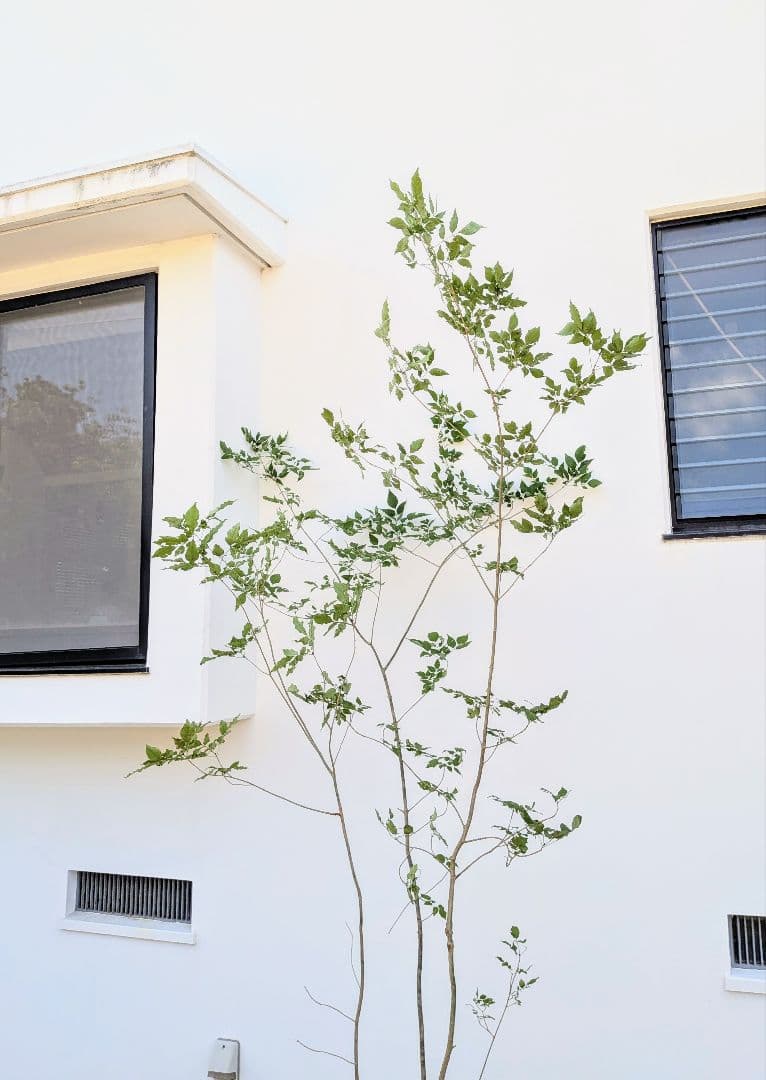 山採りアオダモ。