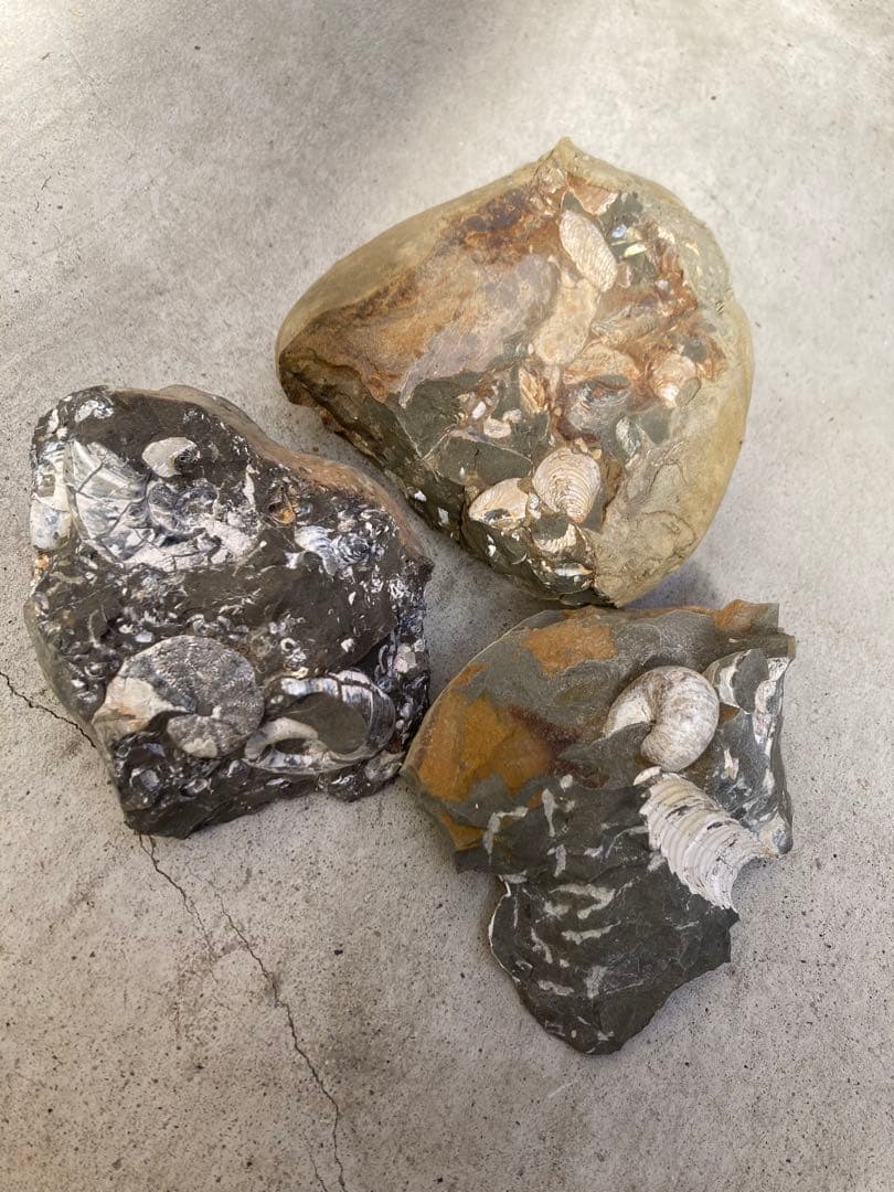 北海道中川　ノジュール　クリーニング　化石掘り