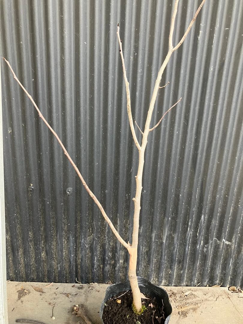 接木　ポポー　ウィルソン　苗木