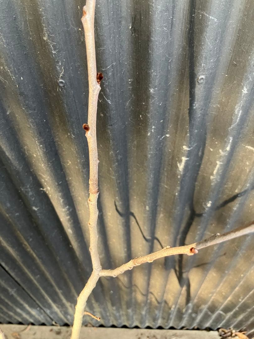 接木　ポポー　ウィルソン　苗木