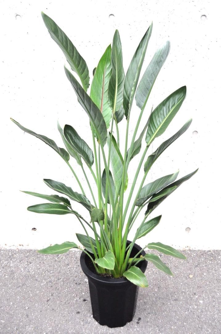 ストレリチア レギネ 148cm 10号