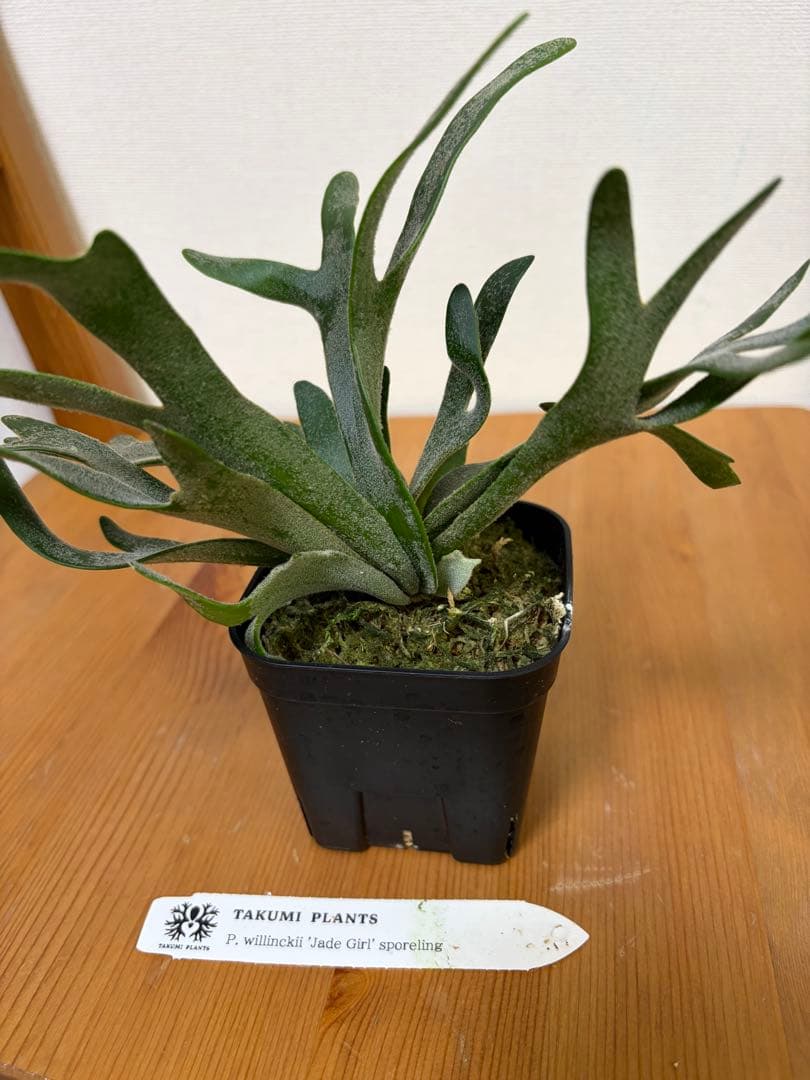 ＊P. Willinckii Jade Girl SP＊