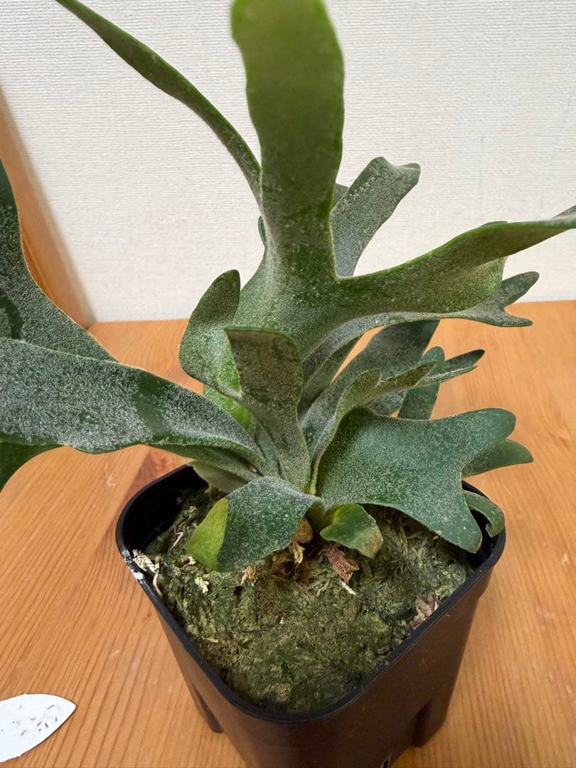 ＊P. Willinckii Jade Girl SP＊