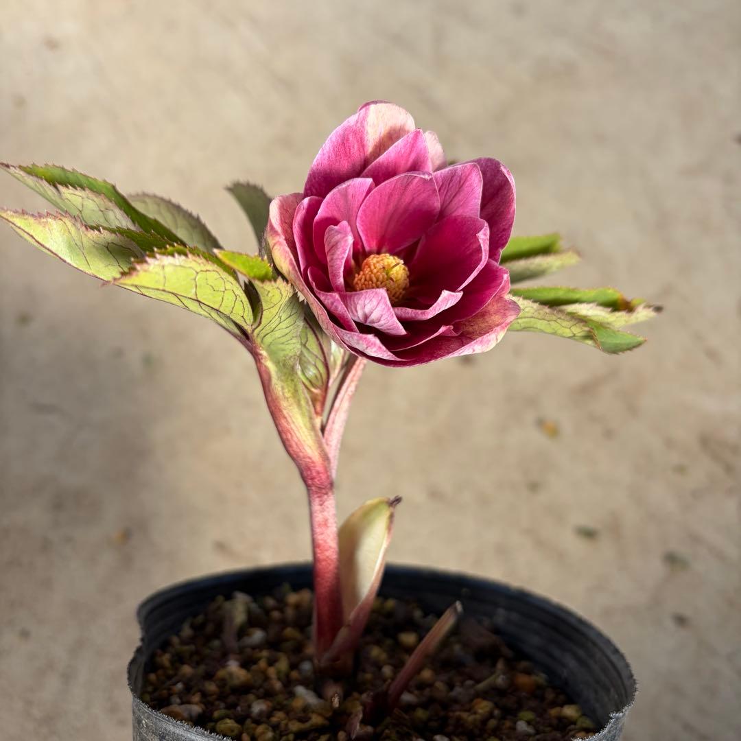 038 クリスマスローズ　開花株