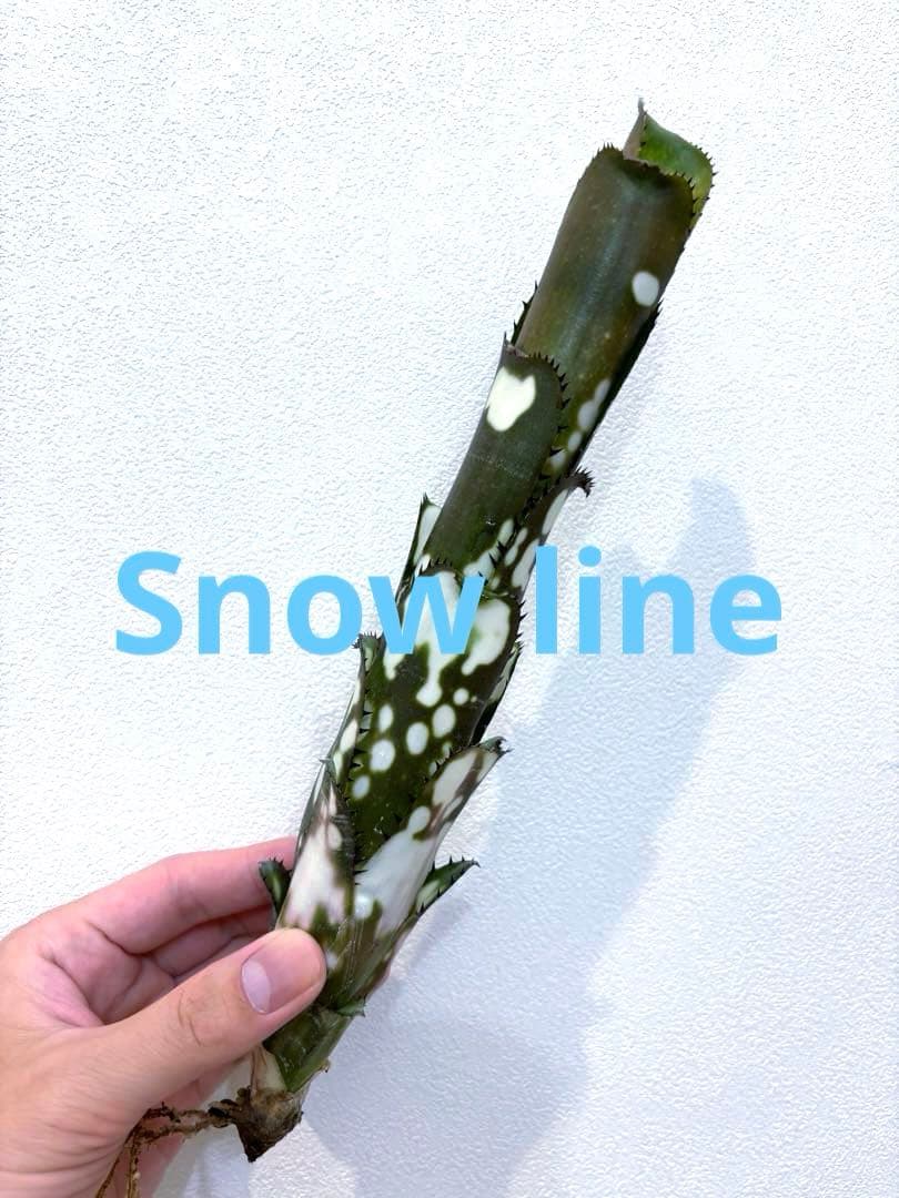 ビルベルギア Billbergia Canvey ' Line'