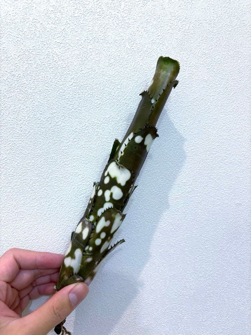 ビルベルギア Billbergia Canvey ' Line'