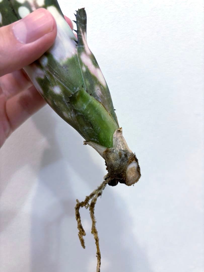 ビルベルギア Billbergia Canvey ' Line'