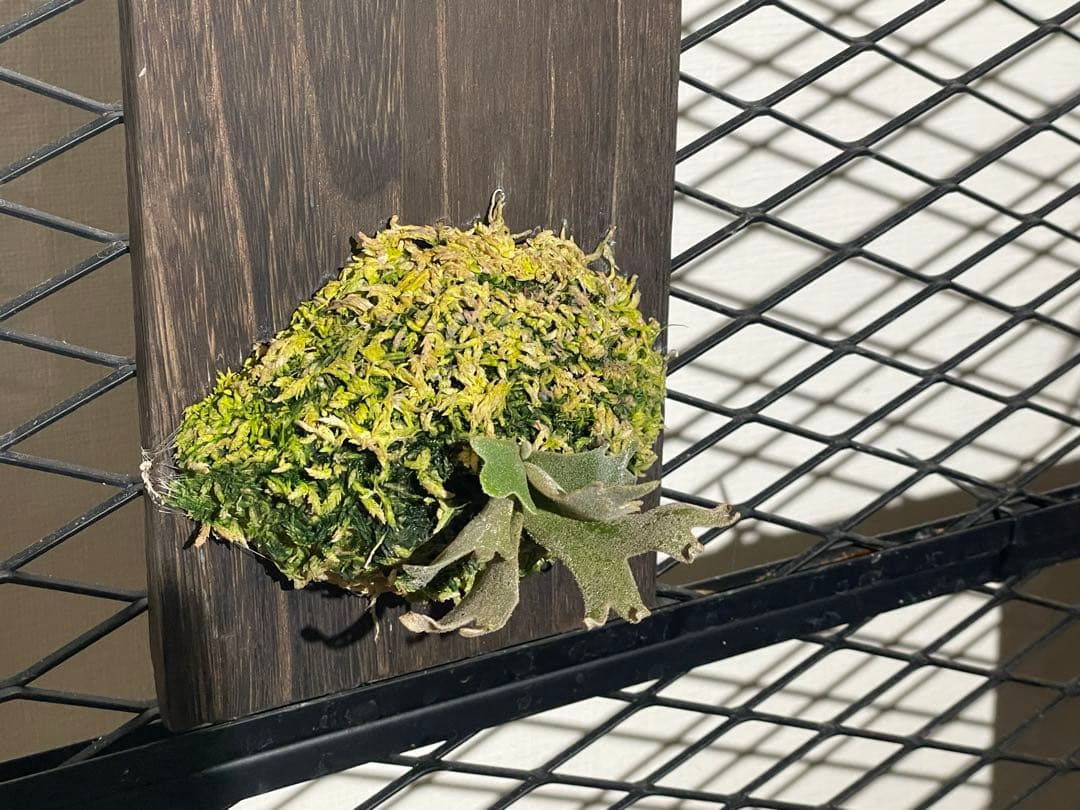 ビカクシダ　jenny spore 値下げしました