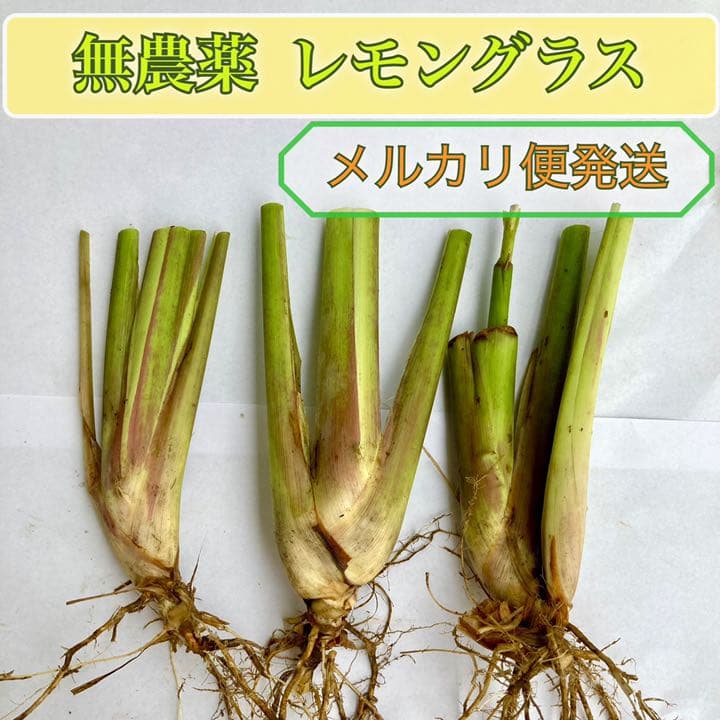 無農薬 レモングラス 抜き苗 3本