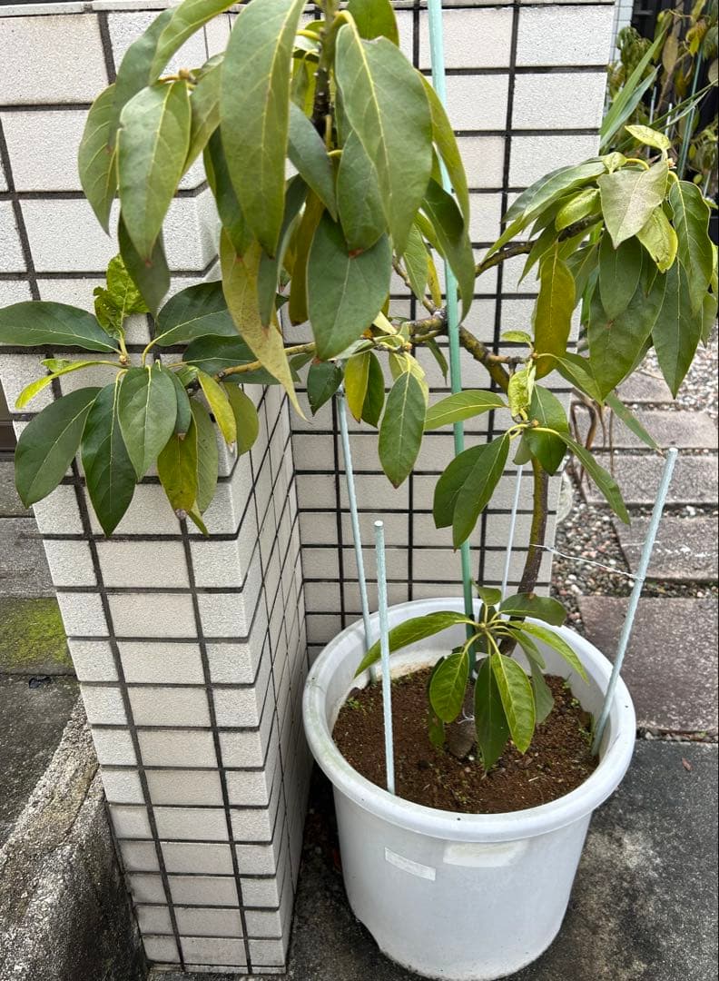 【国産アボカド】　アボカド苗　品種　ベーコン　希少