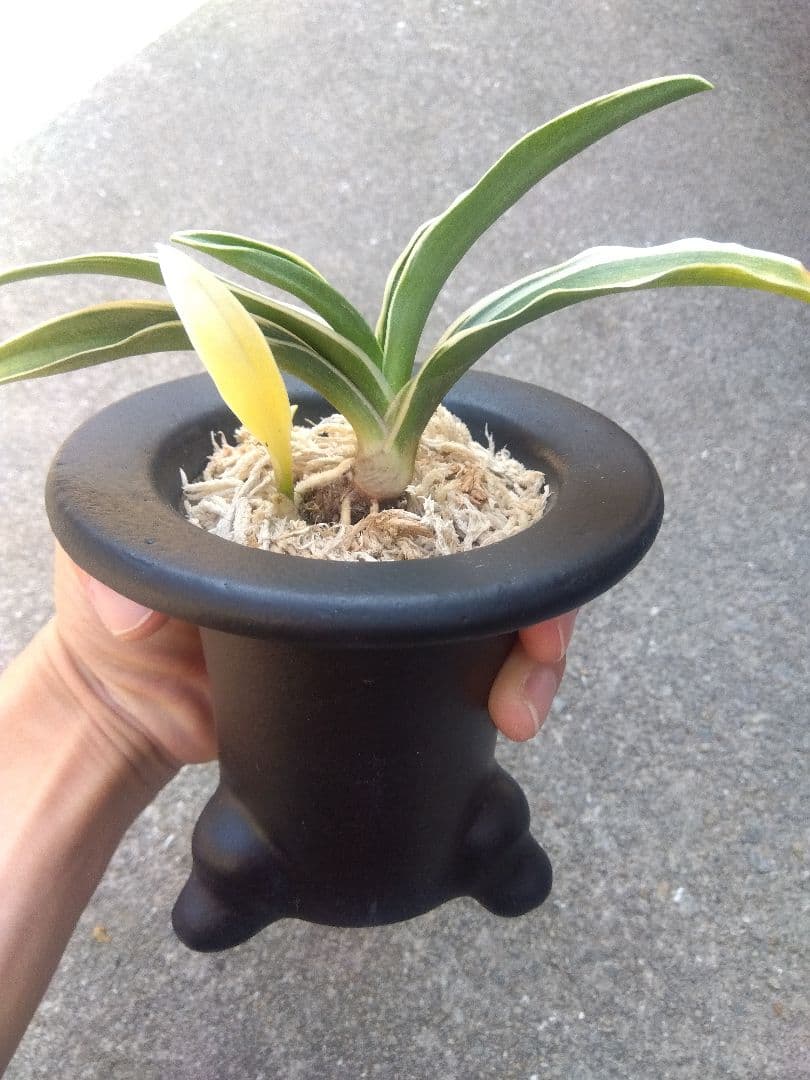 万年青　おもと　お多福　覆輪斑　4号陶器鉢つき　極上斑の子株つき❗　う