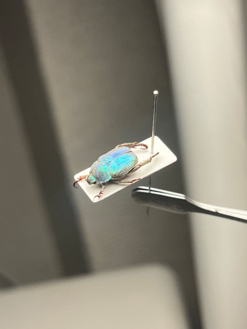 【8mm】シンジュアシナガコガネ 標本 ブルースカラベ プラチナコガネ カナブン