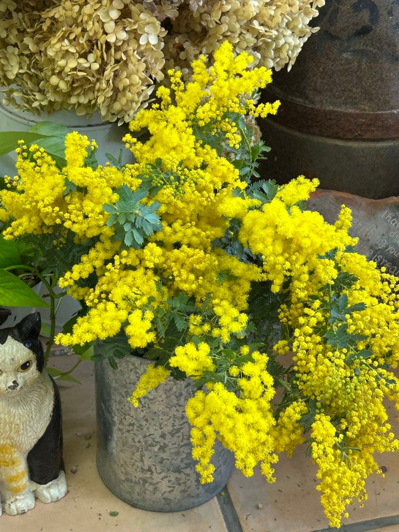 長いフレッシュミモザ50cm