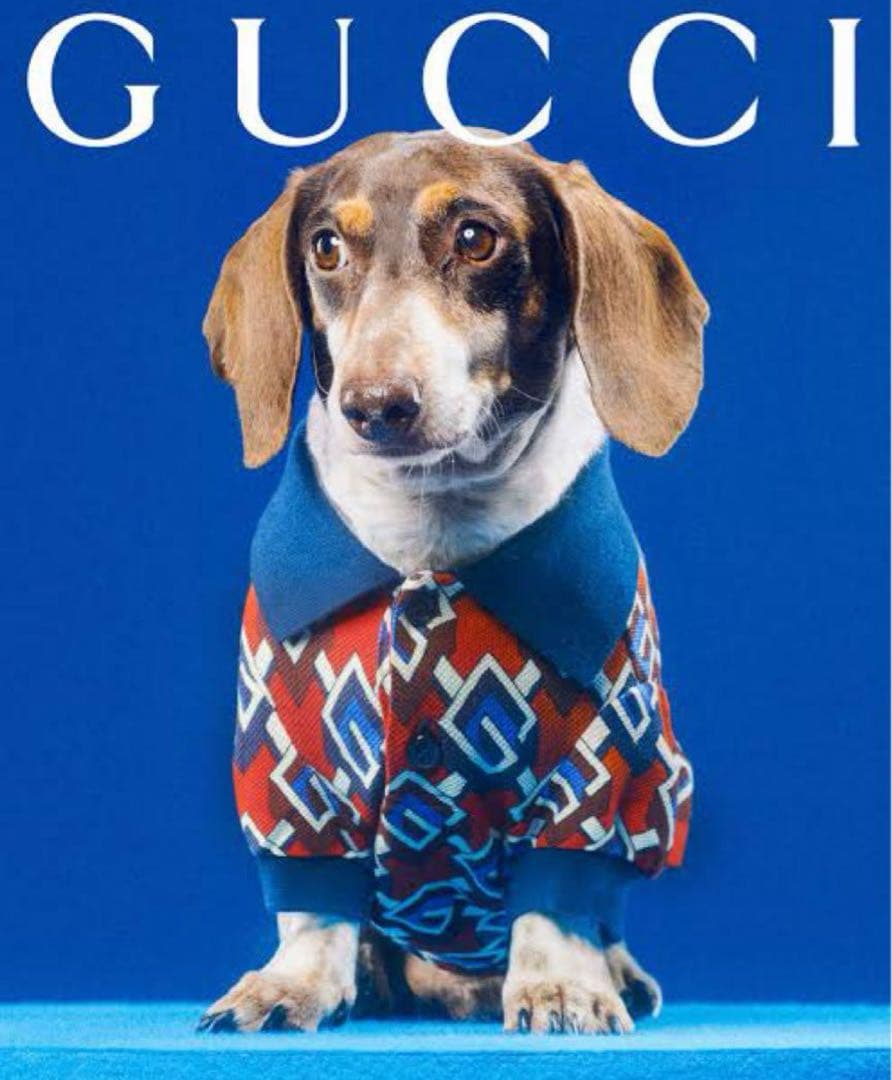 【新品未使用】　GUCCI 犬服 S