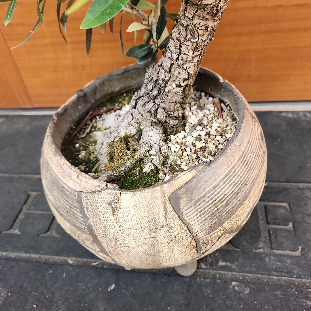 オリーブ　盆栽