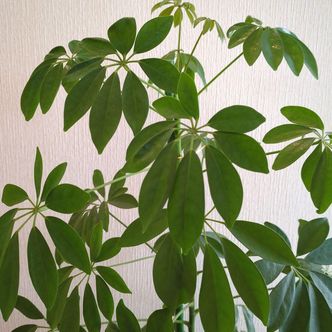 パキラ？カポック