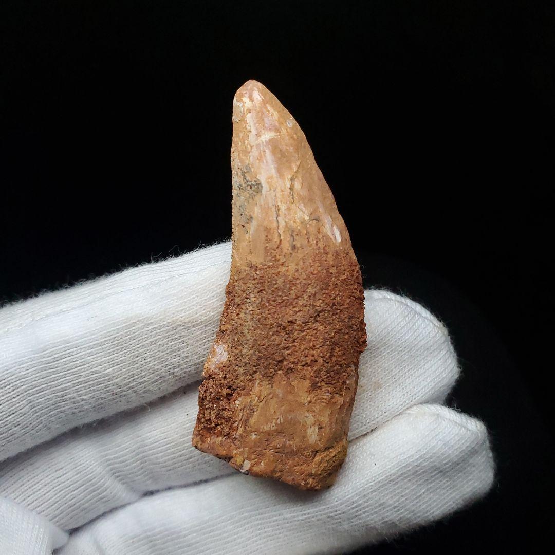 カルカロドントサウルス 歯 化石 本物 モロッコ産 48.51mm  fca16