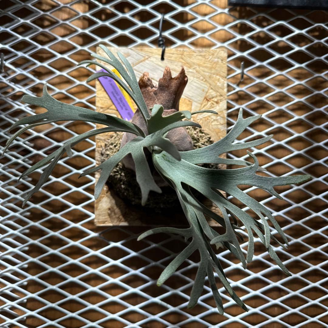 ビカクシダ　スーパードワーフ　ウィリンキー　バクテリア　スポア　ジェイドガール