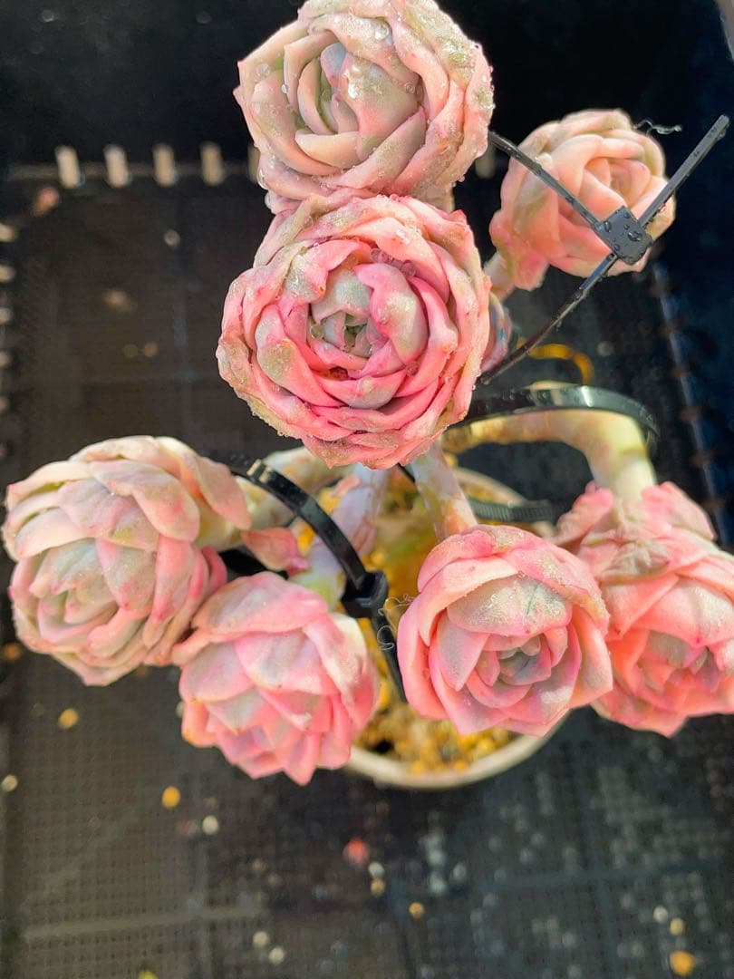 ラブリーローズ錦　虹斑　レア　大群苗　古株 多肉植物　全ての頭美斑入り