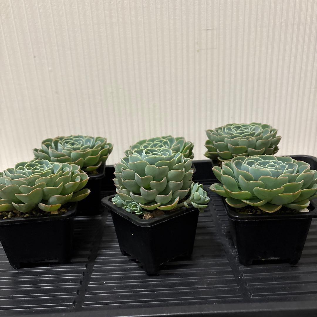 AYU　多肉植物　七福神　6株セット　② ③