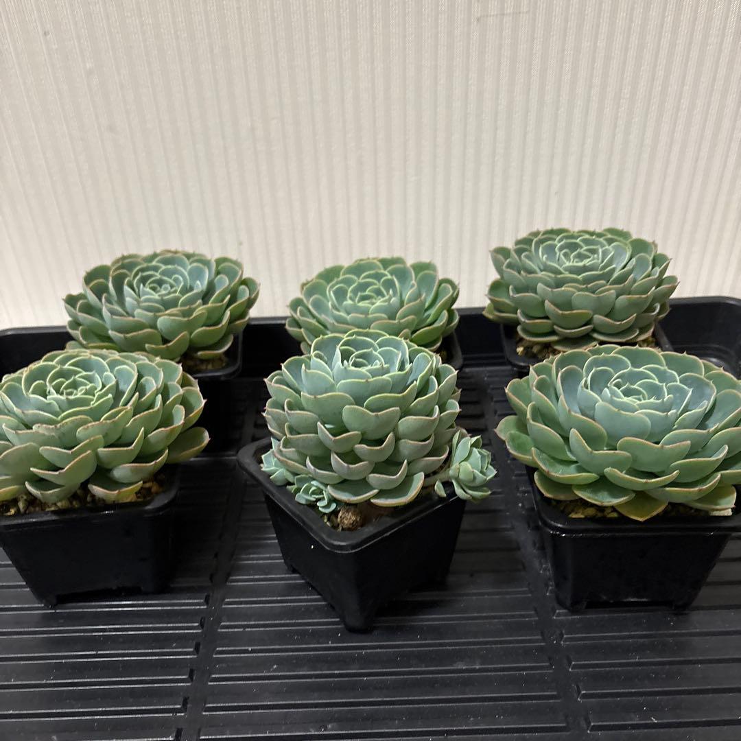 AYU　多肉植物　七福神　6株セット　② ③