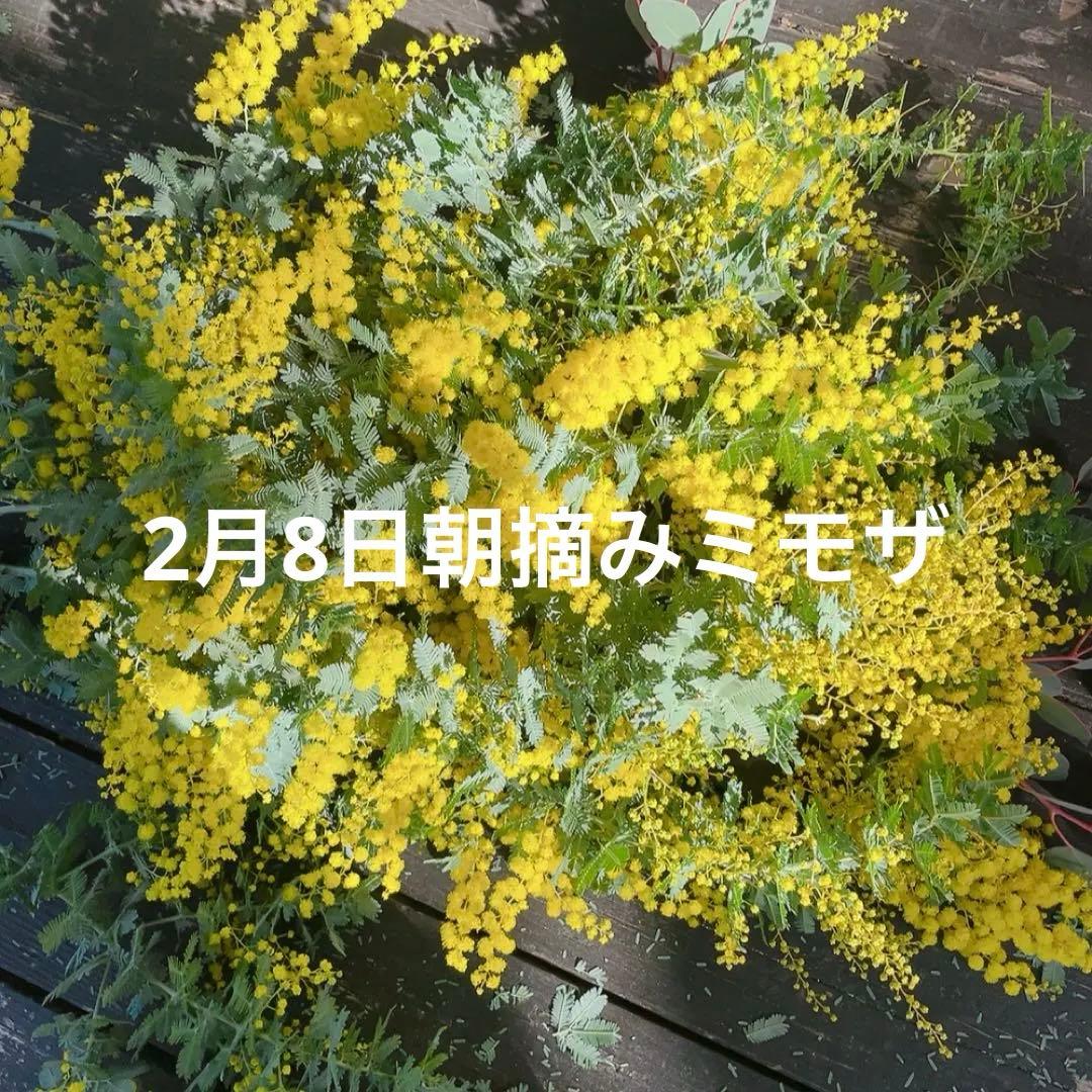 ＊専用ページ＊朝摘みフレッシュミモザ＊