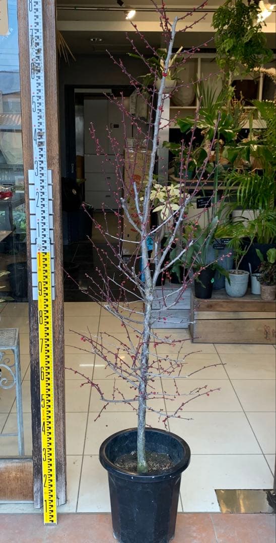 花梅　鹿児島紅梅　苗木 2
