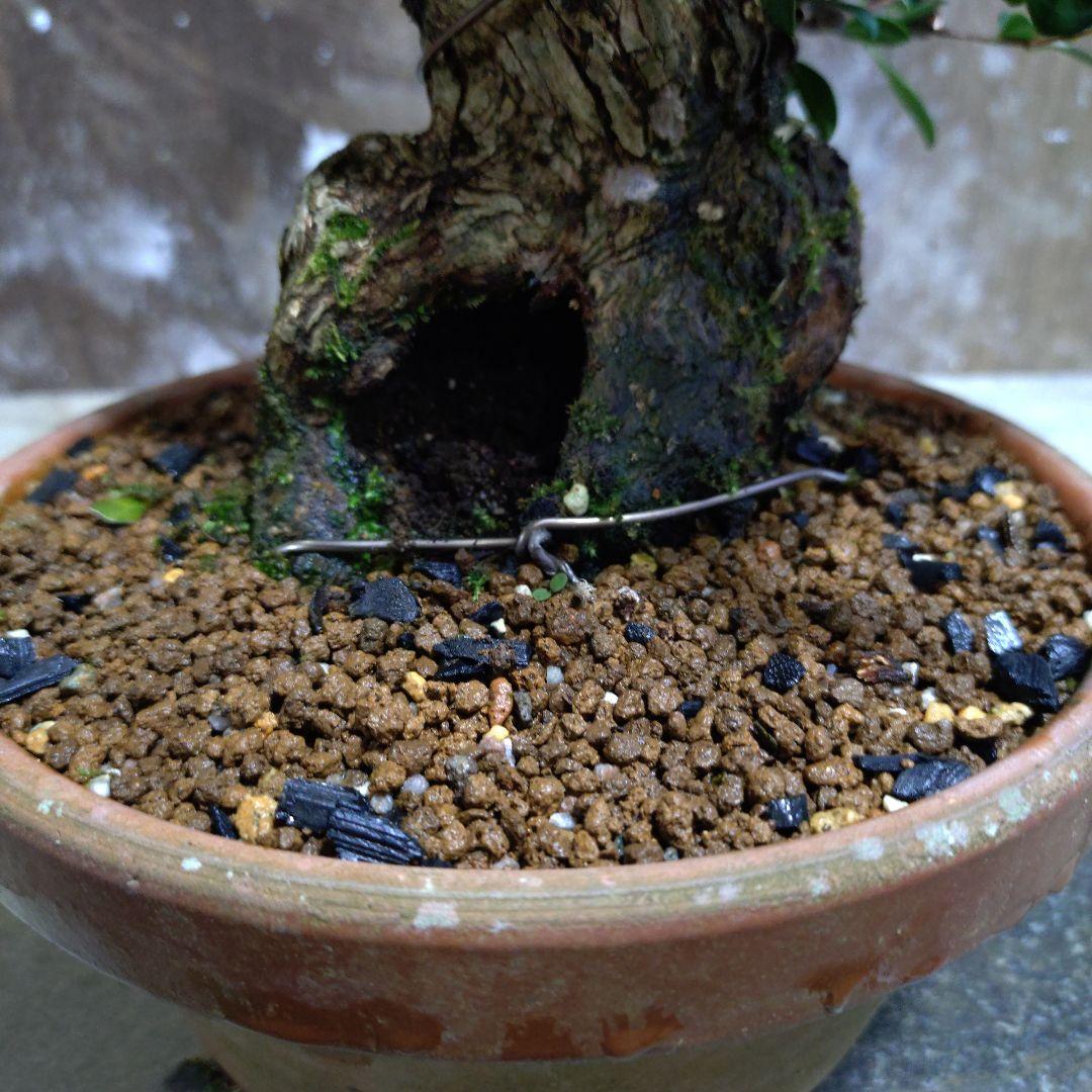 アデク　ゆーきん様専門