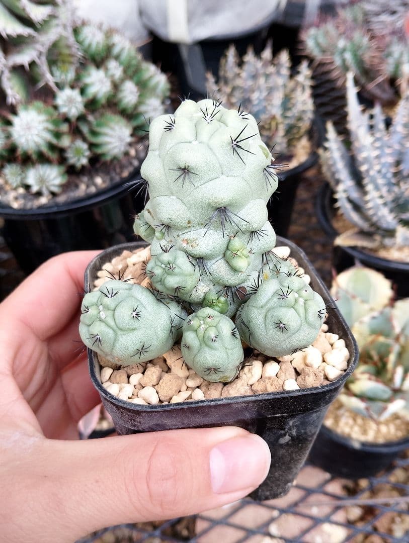 \"特選 胴太\" サボテン マクドガリー