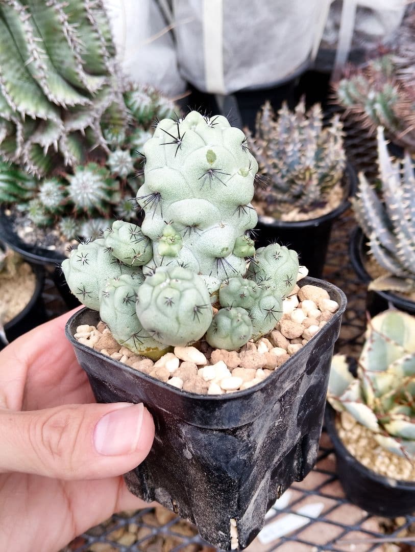 \"特選 胴太\" サボテン マクドガリー