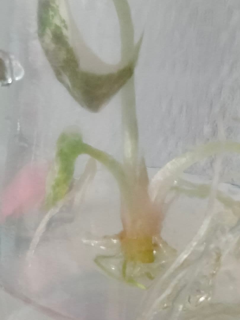 その他観葉植物 Alocasia Cuprea Pink var
